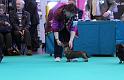 Crufts_dachshunds 1137